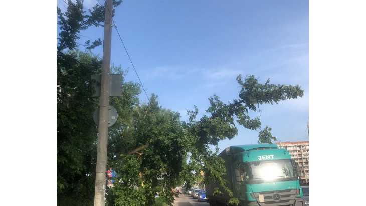 В Брянске на улице Бурова дерево завалилось на провода