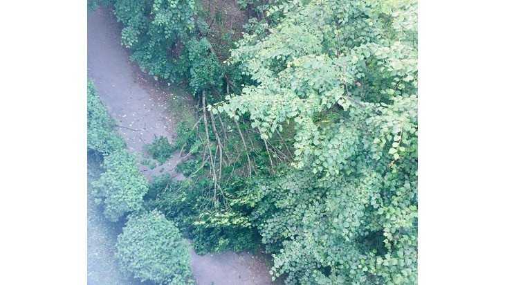 В Брянске возле школы №60 на тротуар рухнуло дерево