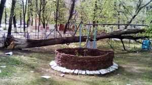 В Брянске на Камвольном обрушилось дерево во дворе дома