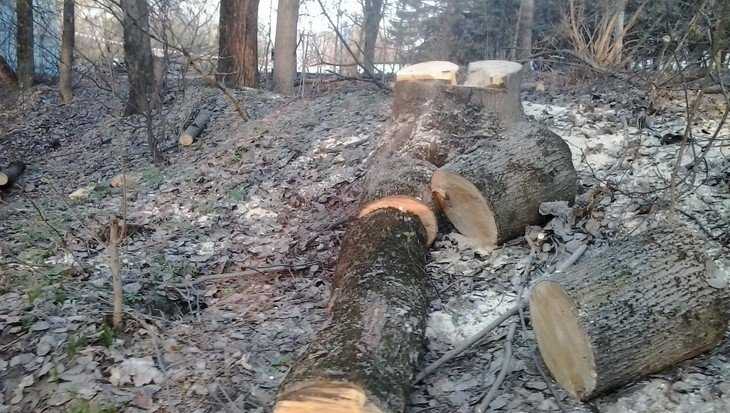 В брянском парке «Соловьи» ради безопасности стали пилить деревья 