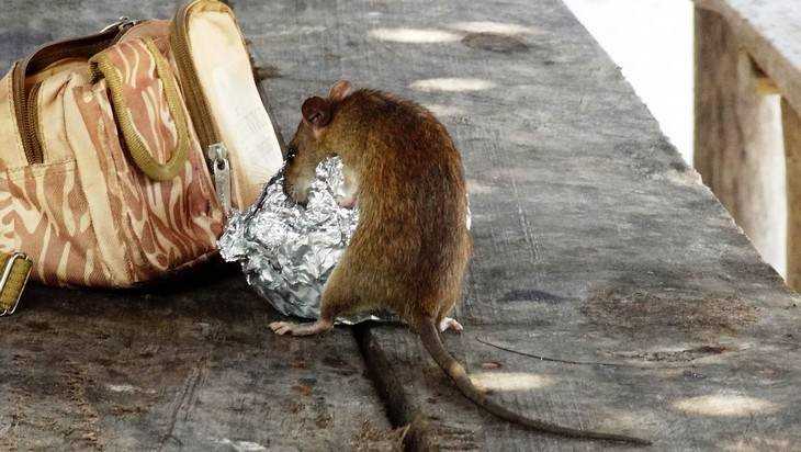 Житель Смоленска заметил крысу в кафе в центре Брянска