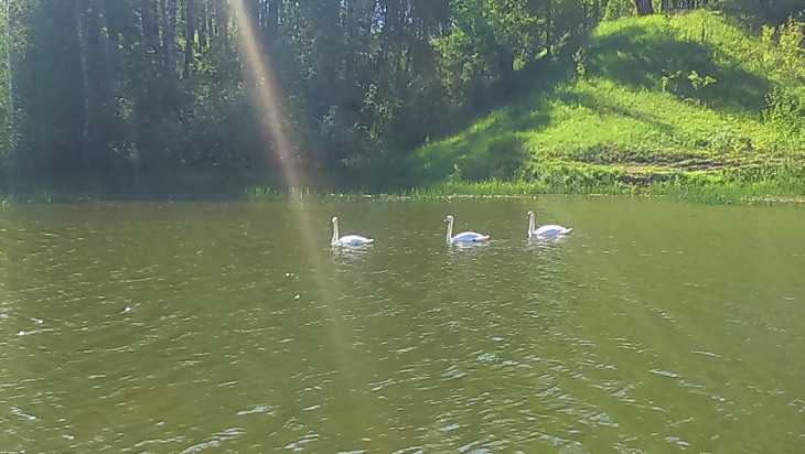 На Телецкое озеро возле Трубчевска прилетели лебеди