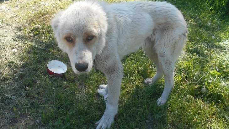 В Брянске на улицу выбросили большого пса с грустными глазами