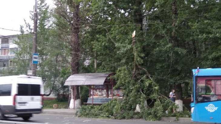 В Брянске на остановку рухнула огромная ветка дерева
