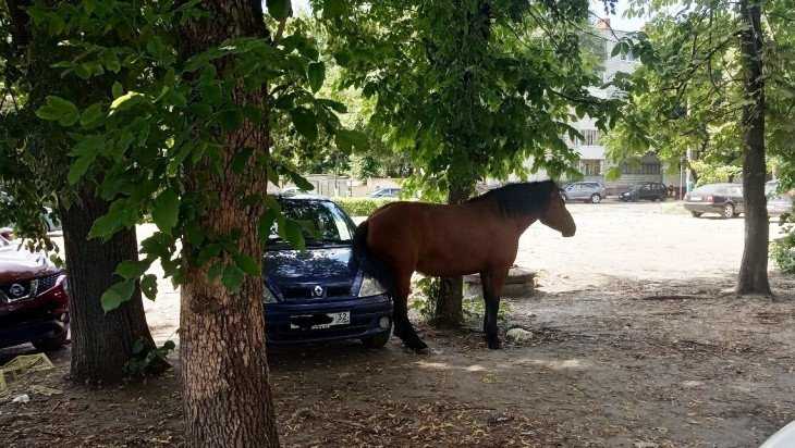 Жителей Брянска развеселила присевшая на автомобиль лошадь