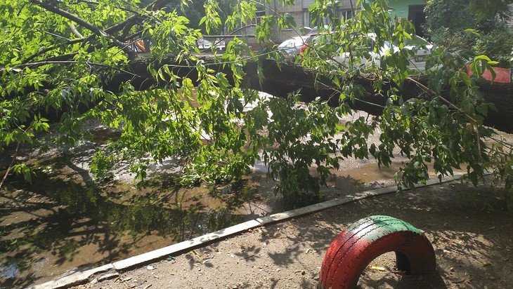 В Фокинском районе Брянска ливень повалил множество деревьев