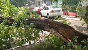 В Брянске ливень повалил 12 деревьев и повредил автомобиль