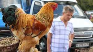 Япония разрешила брянским предприятиями поставлять курятину