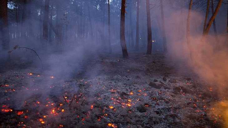В трех брянских районах загорелись леса