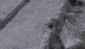 В Брянске сняли на видео нашествие крыс во дворе на улице Пушкина