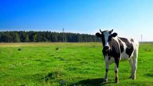 В Брянской области запретили пасти скот вдоль государственной границы