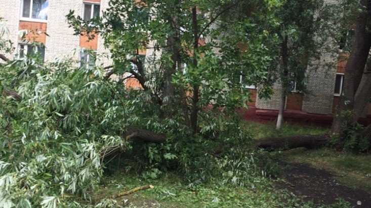 В Брянске на улице Володарского от порыва ветра рухнуло дерево