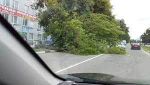 В Дятькове поваленное ветром дерево рухнуло на дорогу