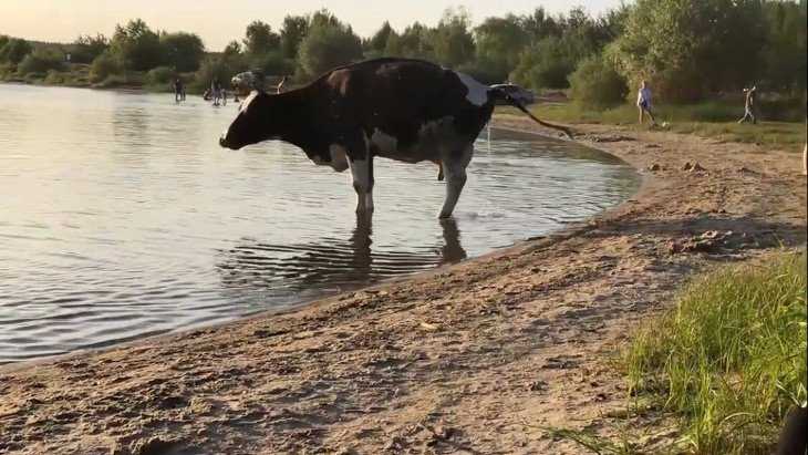В Брянске коровы опять захватили пляж на озере Орлик-5