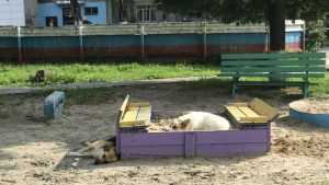 В Брянске собаки после стерилизации возобновили нападения на людей