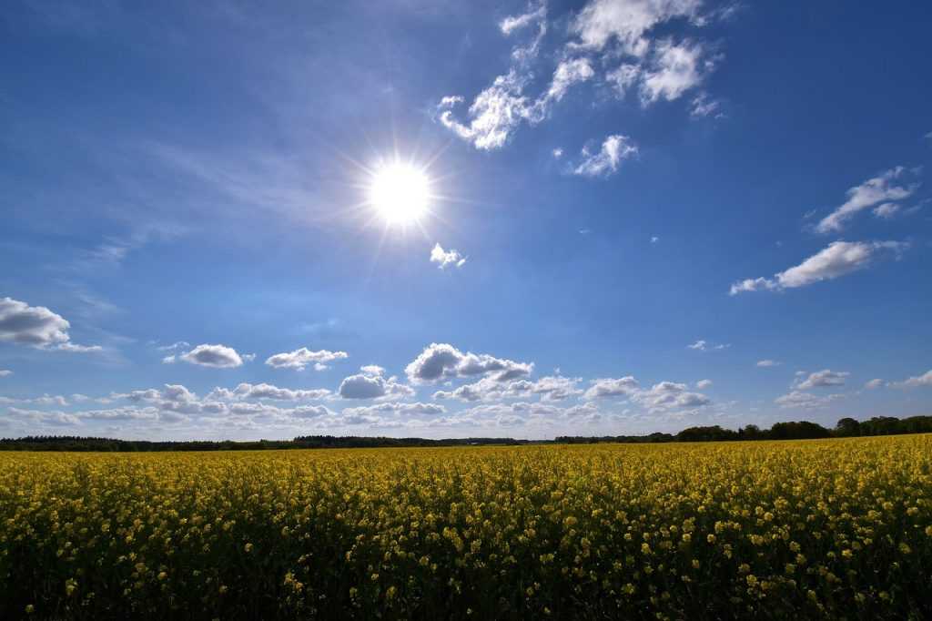 Брянскую область днём 11 июня накроет 31-градусная жара