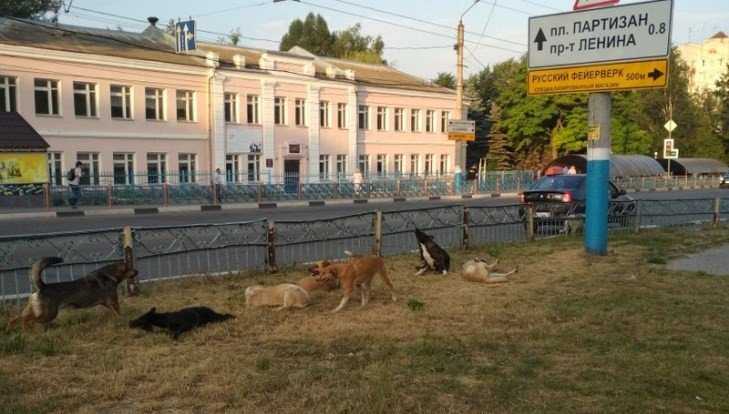 В Брянске территорию у автовокзала захватили бродячие псы