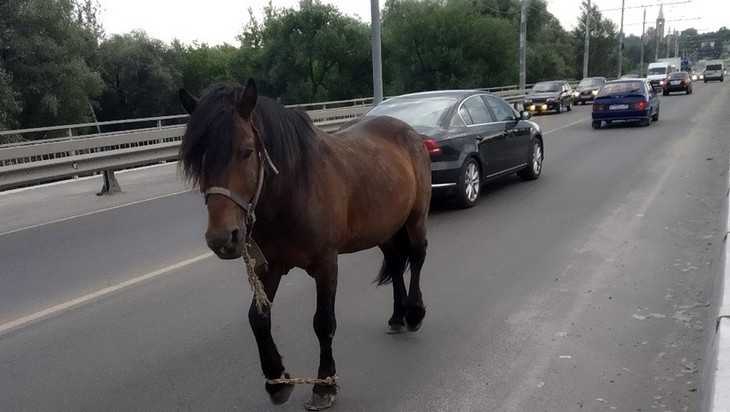 В Брянске из-за стреноженной лошади на мосту создалась пробка