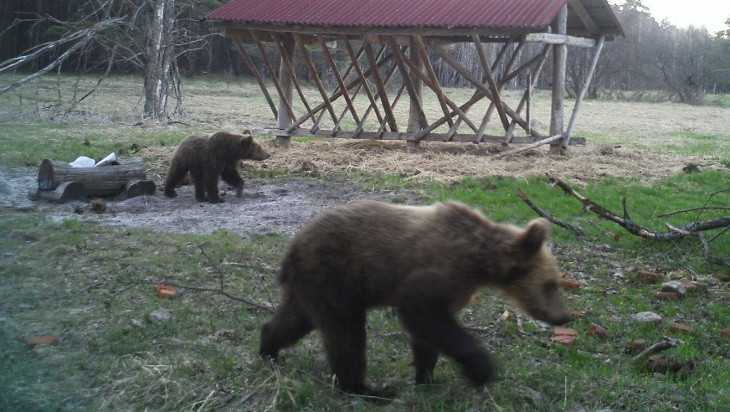 В фотоловушку «Брянского леса» попали два очаровательных медвежонка