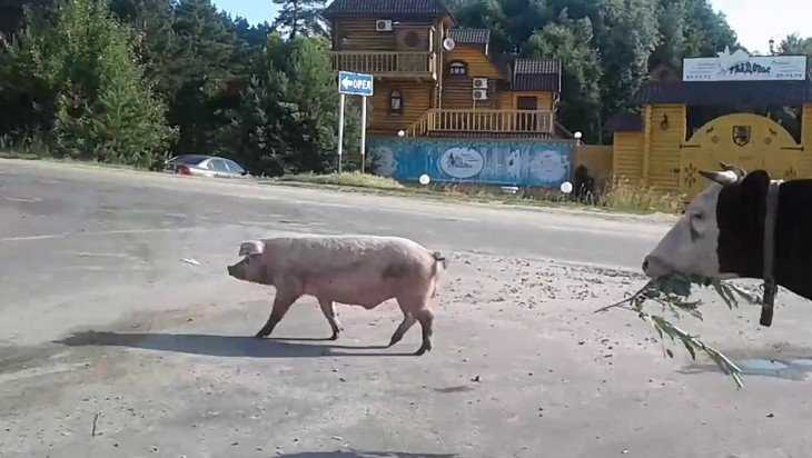 В Брянске на инспекцию дорог вышли неукротимая свинья и корова
