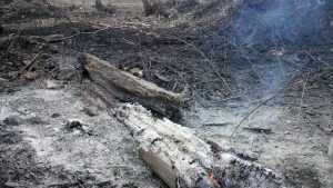 В Навлинском районе загорелся лес