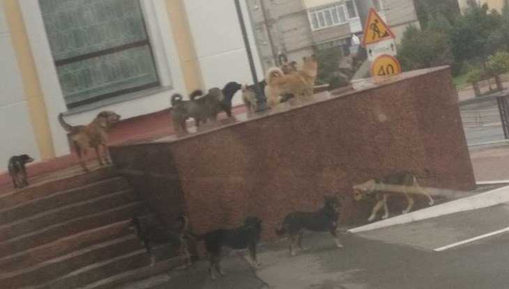 В центре Брянска прохожих напугали своры агрессивных собак