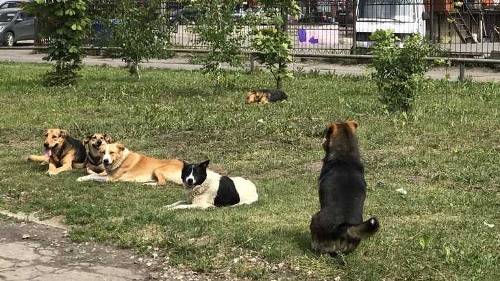 В Брянске перед покупателями «Линии» выстроили собачий кордон