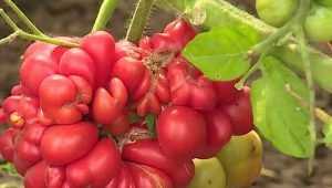 Жительница Брянска вырастила затейливые чесночные помидоры