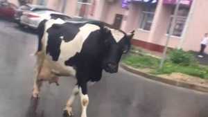Путешествие коровы по Брянску превратилось в остросюжетный сериал