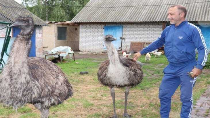 В Погарском районе беженцы с Донбасса начали разводить страусов