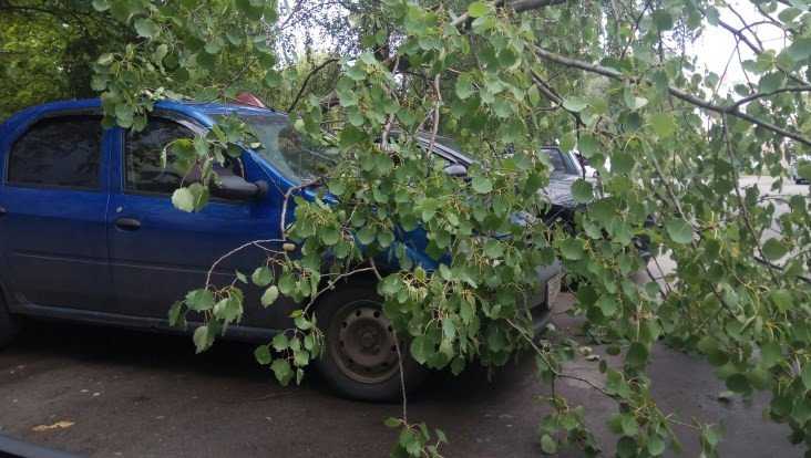 В Брянске во дворе дома дерево рухнуло на автомобиль