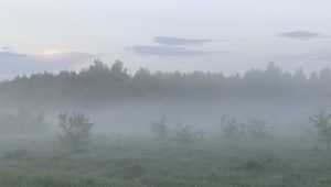 Брянскую область 1 августа окутает густой туман