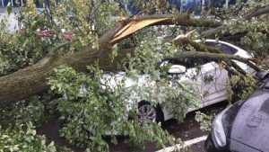 В Брянске ураганный ветер повалил дерево на машину и оборвал провода
