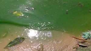 Эксперты нашли совершенно чистым зеленое Стодольское озеро под Клинцами