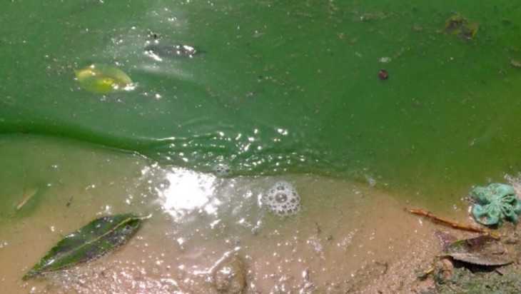 Эксперты нашли совершенно чистым зеленое Стодольское озеро под Клинцами