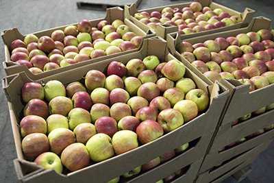 Брянские таможенники задержали свыше 100 тонн контрабандных яблок