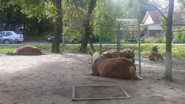 Жители Брянска встали на защиту захвативших детскую площадку лошадей