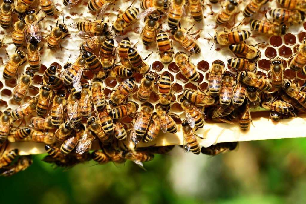 Названа колоссальная сумма ущерба из-за гибели в России пчел