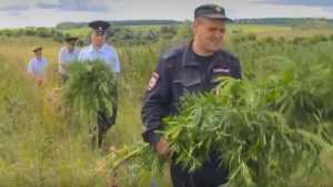 Полицейские за 10 дней изъяли у брянцев 2 килограмма наркотиков