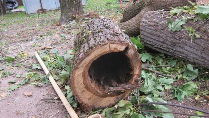 В Брянске за спиленное в Круглом сквере дерево подрядчика оштрафовали