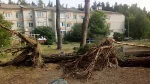 В Климове ураган с корнем вырвал множество деревьев