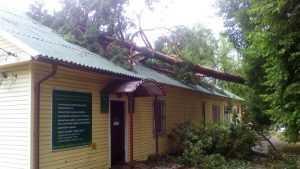 В брянском посёлке Локоть ураган вырвал с корнем деревья