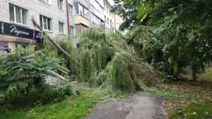 В Брянске рухнувшее дерево свалило столб на стену многоэтажки