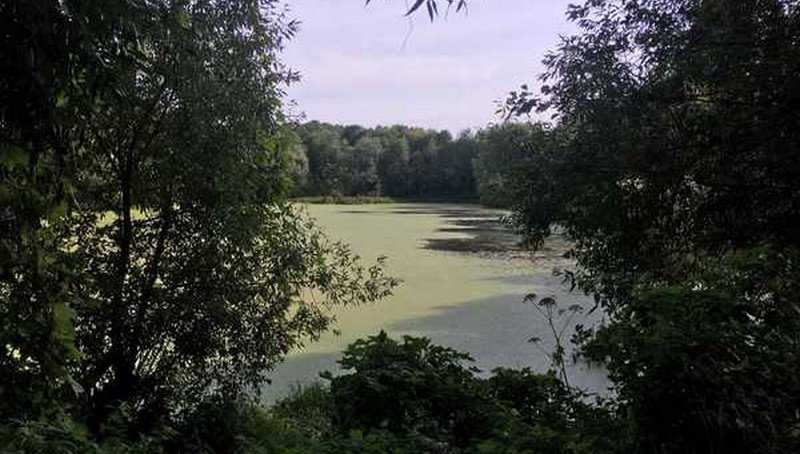 В клинцовском селе Ольховка озеро превратилось в болото