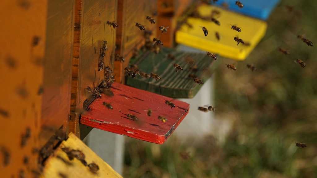 Почему в России начали гибнуть пчелы