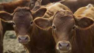 В Навлинском районе директора фермы обвинили в краже 33 быков