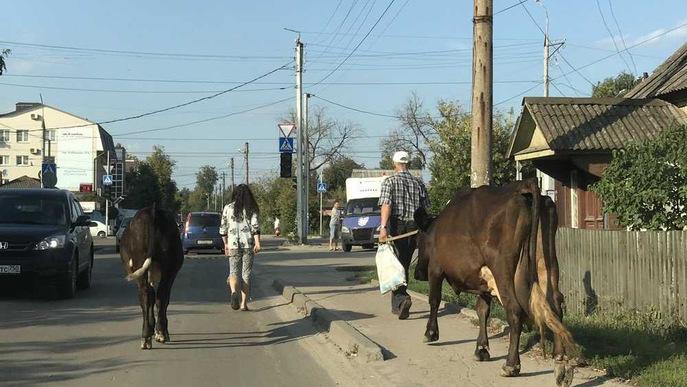На улицы Брянска вышли священные коровы