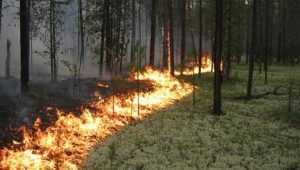 В Карачевском районе Брянской области сгорел участок леса