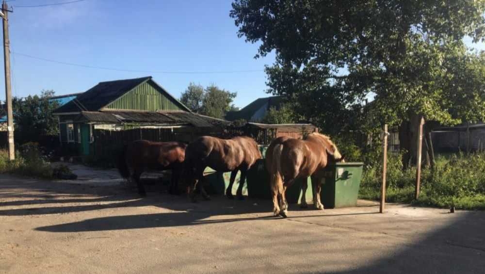 В Брянске лошади устроили себе завтрак возле мусорного контейнера