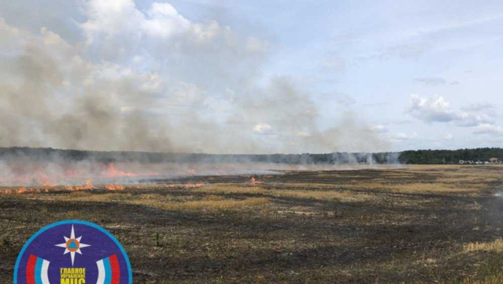 В Выгоничском районе сотрудники МЧС поймали виновника пожара в поле